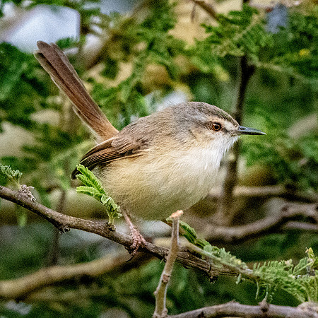Tawny flanked prinia