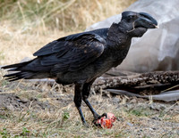 Thick billed raven