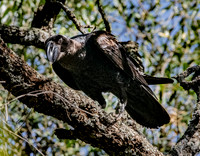 Thick billed raven
