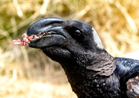 Thick billed raven