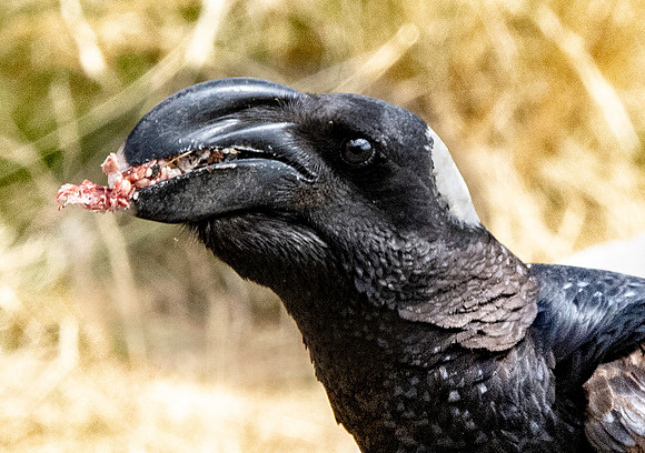 Thick billed raven