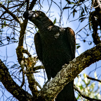Thick billed raven