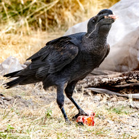 Thick billed raven