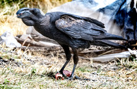 Thick billed raven