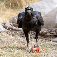 Thick billed raven