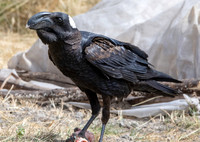 Thick billed raven