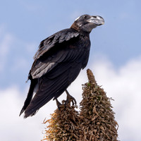 Thick billed raven
