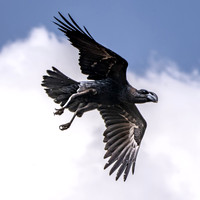 Thick billed raven