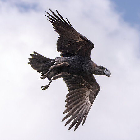 Thick billed raven
