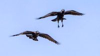 Thick billed raven