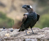 Thick billed raven