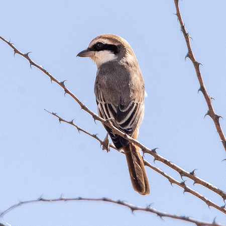 Turkestan shrike