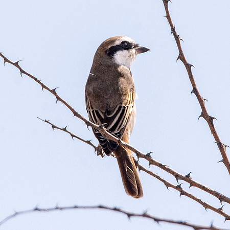 Turkestan shrike