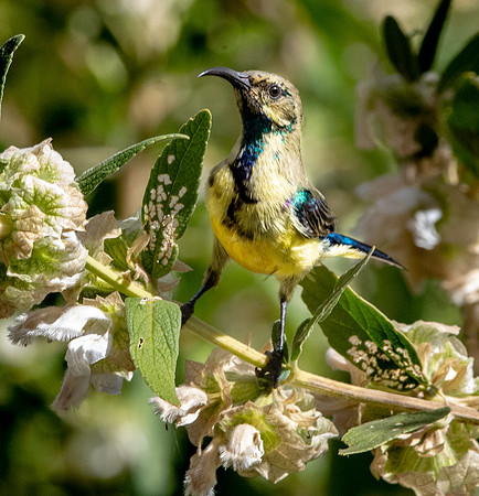 Variable sunbird
