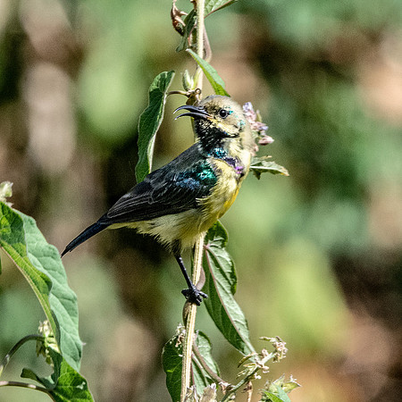 Variable sunbird