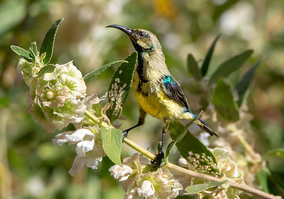 Variable sunbird