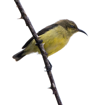 Variable sunbird