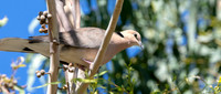 Vinaceous dove