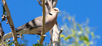 Vinaceous dove