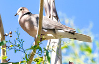 Vinaceous dove