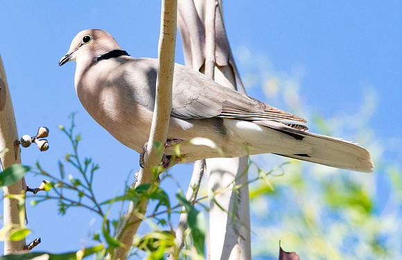 Vinaceous dove