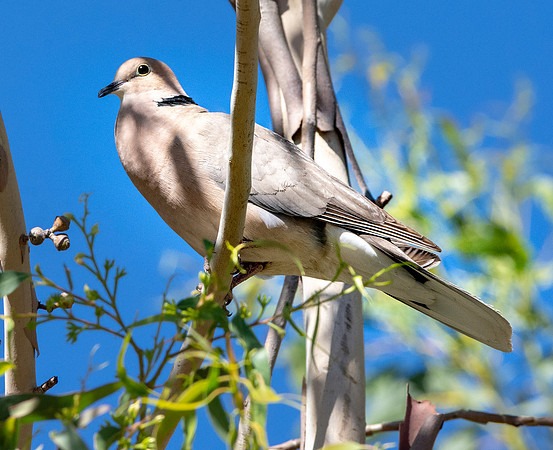 Vinaceous dove