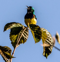 Variable sunbird