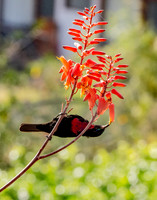 Scarlet chested sunbird