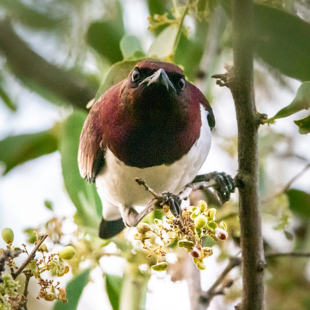 Violet backed starling