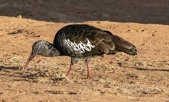 Wattled ibis