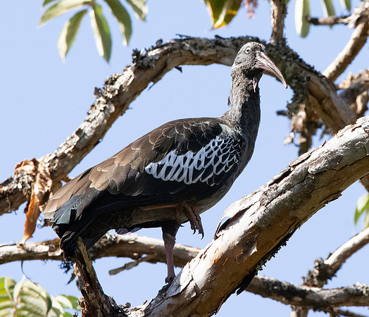 Wattled ibis