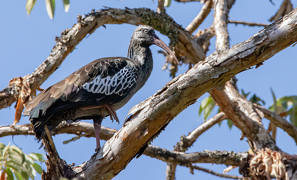 Wattled ibis