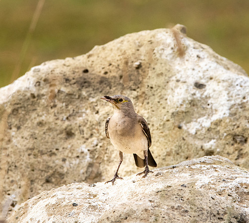 Wattled starling