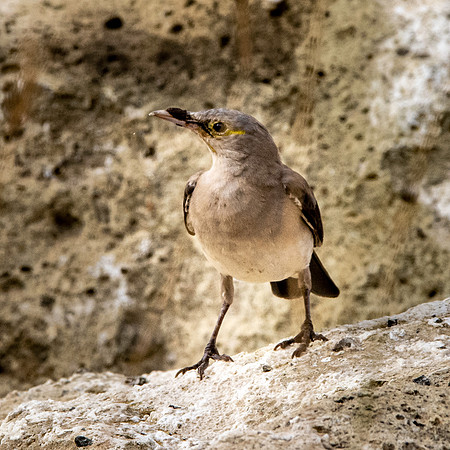 Wattled starling