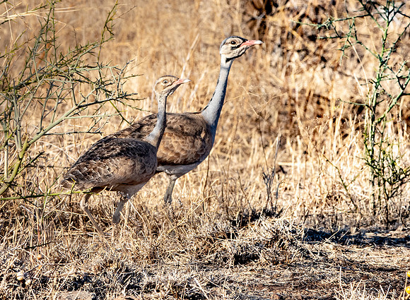 White bellied bustard