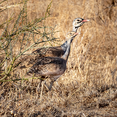 White bellied bustard