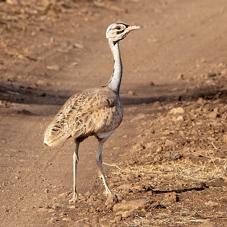 White bellied bustard