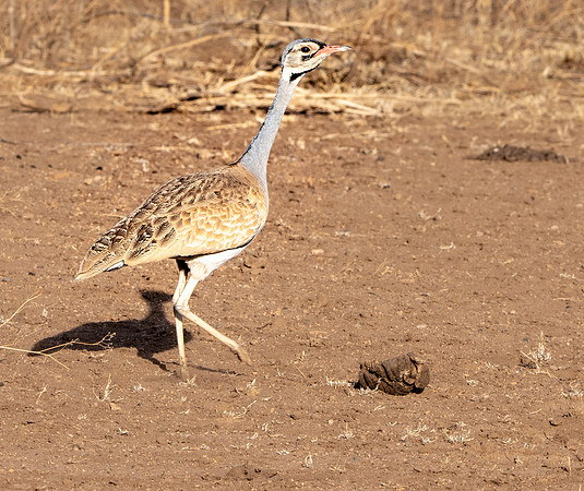 White bellied bustard