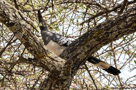White bellied goaway bird