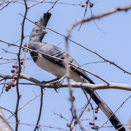 White bellied goaway bird