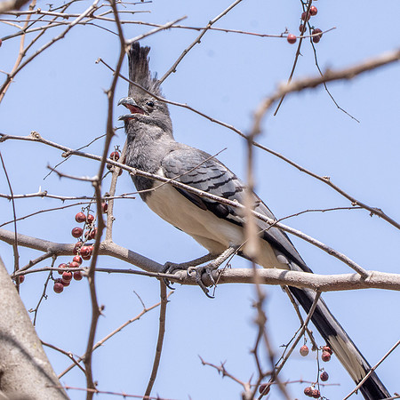 White bellied goaway bird