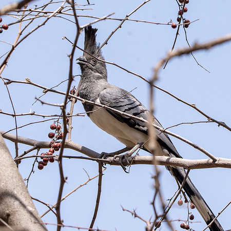White bellied goaway bird