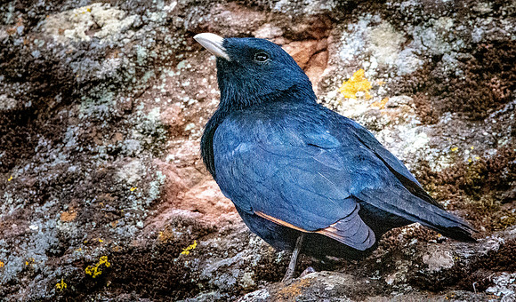 White billed starling
