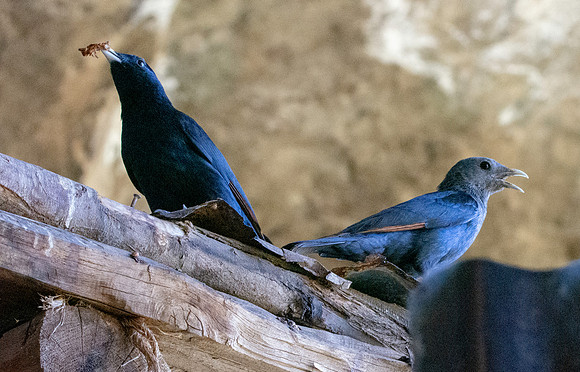 White billed starling