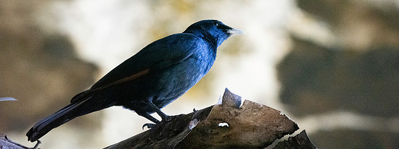 White billed starling