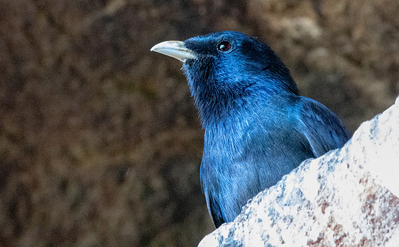 White billed starling