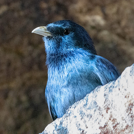 White billed starling