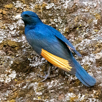 White billed starling