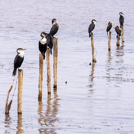 White breasted cormorant
