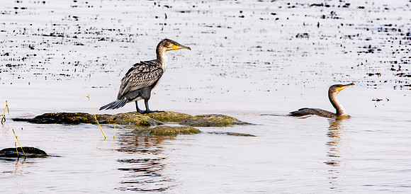 White breasted cormorant
